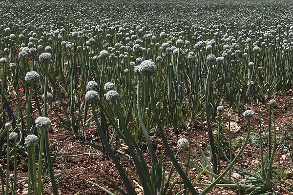 Blooming onion field, Italy