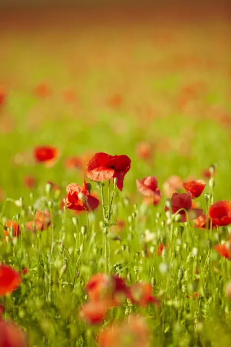 Framed Print : Blooming poppy field near Wangen, Starnberg, Upper Bavaria, Bavaria, Germany, Europe Framed Print : Blooming poppy field near Wangen, Starnberg, Upper Bavaria, Bavaria, Germany, Europe