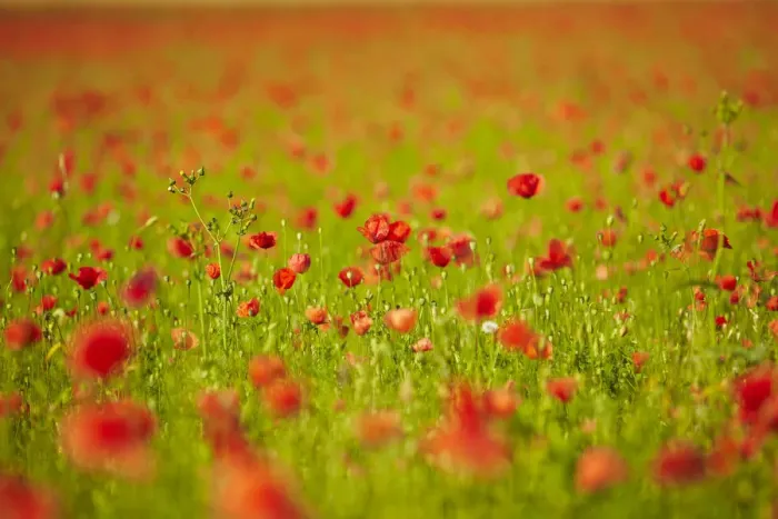 Framed Print : Blooming poppy field near Wangen, Starnberg, Upper Bavaria, Bavaria, Germany, Europe Framed Print : Blooming poppy field near Wangen, Starnberg, Upper Bavaria, Bavaria, Germany, Europe