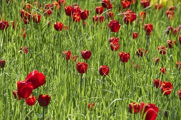 Blooming red Tulips -Tulipa-, Germany
