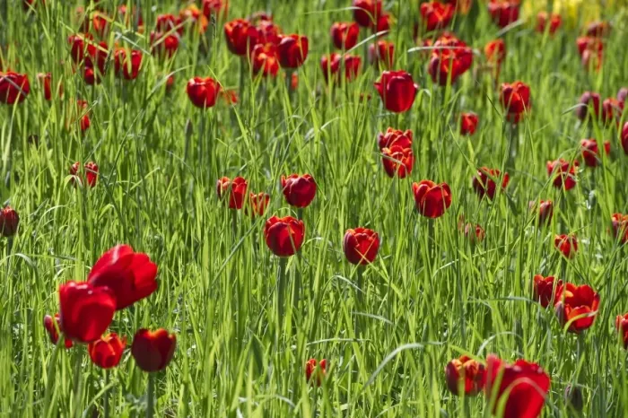 Framed Print : Blooming red Tulips -Tulipa-, Germany Framed Print : Blooming red Tulips -Tulipa-, Germany