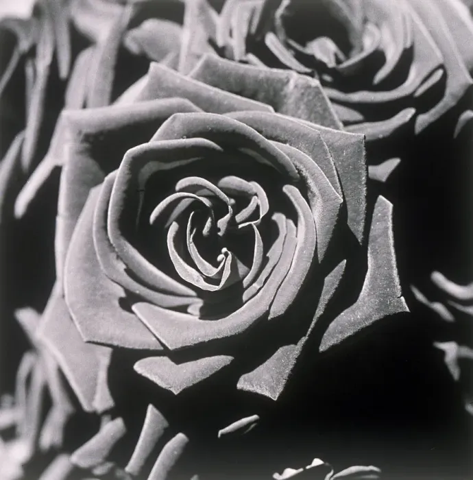 Framed Print : Blooming roses Framed Print : Blooming roses
