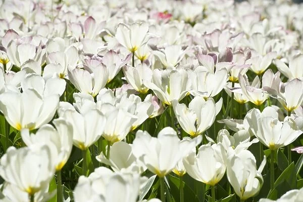 Blooming white Tulips -Tulipa-, Germany