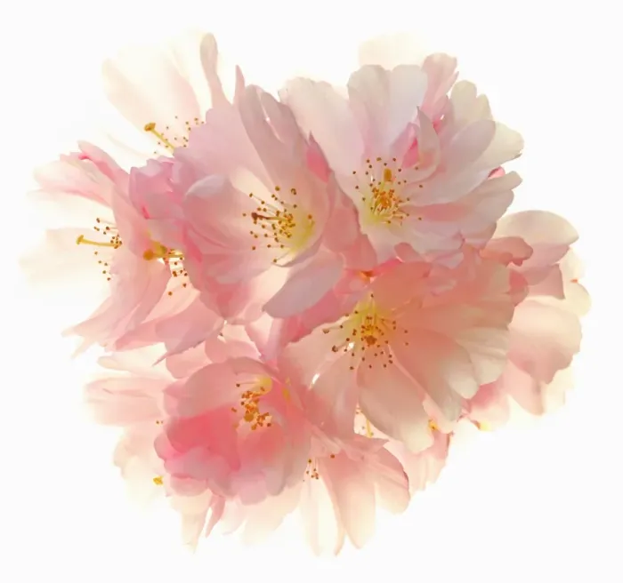 Framed Print : Blossom. Cherry blossom Framed Print : Blossom. Cherry blossom