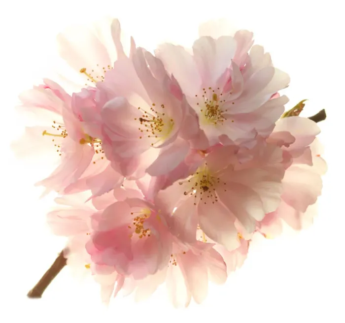Framed Print : Blossom. Cherry blossom Framed Print : Blossom. Cherry blossom