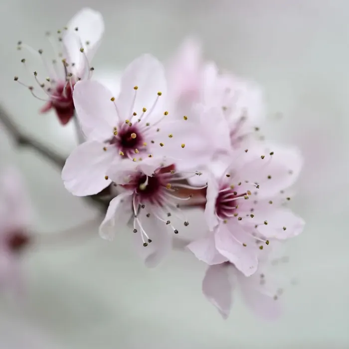 Framed Print : Blossom of the cherry plum -Prunus cerasifera-, North Rhine-Westphalia, Germany Framed Print : Blossom of the cherry plum -Prunus cerasifera-, North Rhine-Westphalia, Germany