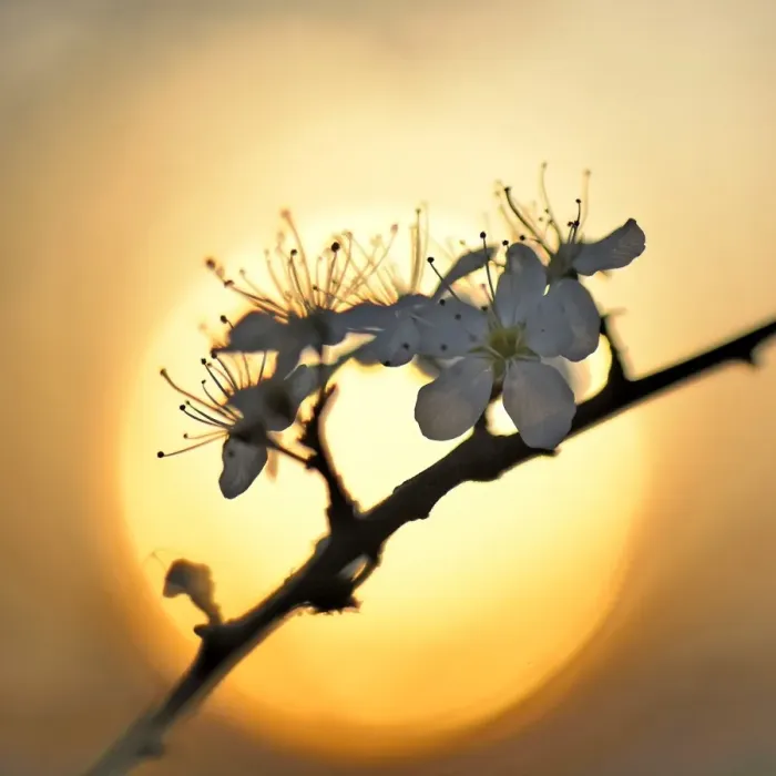 Framed Print : Blossom of the cherry plum -Prunus cerasifera-, North Rhine-Westphalia, Germany Framed Print : Blossom of the cherry plum -Prunus cerasifera-, North Rhine-Westphalia, Germany