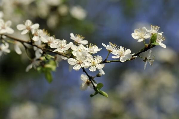 Blossom of the cherry plum -Prunus cerasifera-, North Rhine-Westphalia, Germany