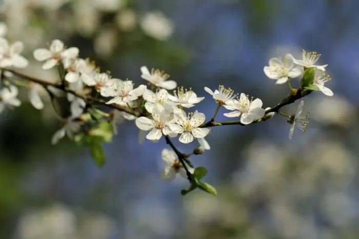 Framed Print : Blossom of the cherry plum -Prunus cerasifera-, North Rhine-Westphalia, Germany Framed Print : Blossom of the cherry plum -Prunus cerasifera-, North Rhine-Westphalia, Germany