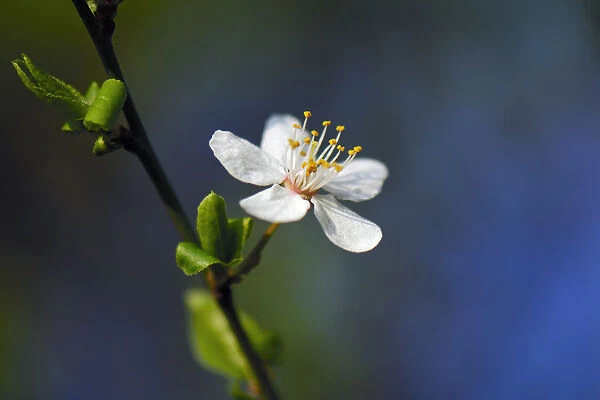 Blossom of the cherry plum -Prunus cerasifera-, North Rhine-Westphalia, Germany