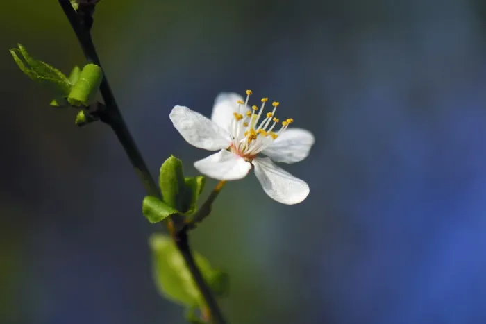 Framed Print : Blossom of the cherry plum -Prunus cerasifera-, North Rhine-Westphalia, Germany Framed Print : Blossom of the cherry plum -Prunus cerasifera-, North Rhine-Westphalia, Germany
