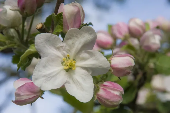 Framed Print : Blossom, Cultivated Apple -Malus domestica, Boskoop-, Thuringia, Germany Framed Print : Blossom, Cultivated Apple -Malus domestica, Boskoop-, Thuringia, Germany