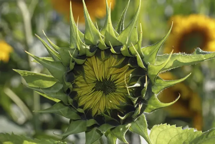 Framed Print : Blossom, not yet open, sunflower -Helianthus annuus- Framed Print : Blossom, not yet open, sunflower -Helianthus annuus-