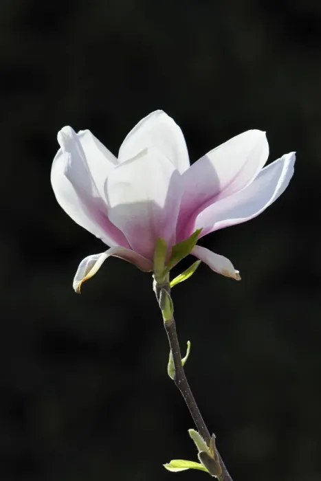 Framed Print : Blossom of a saucer magnolia -Magnolia x soulangeana-, Amabilis cultivar Framed Print : Blossom of a saucer magnolia -Magnolia x soulangeana-, Amabilis cultivar