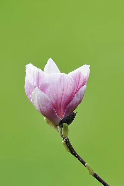 Blossom of a saucer magnolia -Magnolia x soulangeana-, Amabilis cultivar