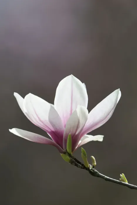 Framed Print : Blossom of a saucer magnolia -Magnolia x soulangeana-, Amabilis cultivar Framed Print : Blossom of a saucer magnolia -Magnolia x soulangeana-, Amabilis cultivar