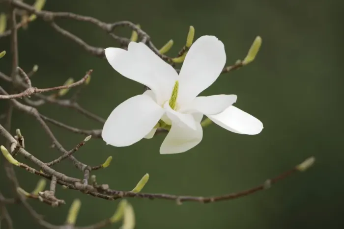 Framed Print : Blossom of a Yulan magnolia -Magnolia denudata- Framed Print : Blossom of a Yulan magnolia -Magnolia denudata-
