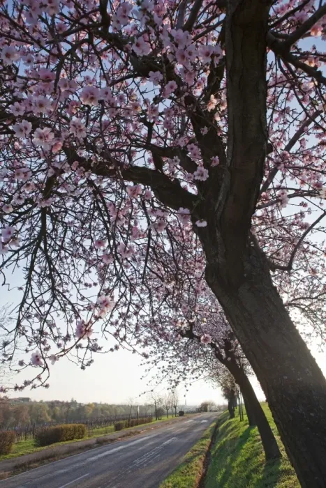 Framed Print : Blossoming almond trees -Prunus dulcis-, Rhineland-Palatinate, Germany Framed Print : Blossoming almond trees -Prunus dulcis-, Rhineland-Palatinate, Germany