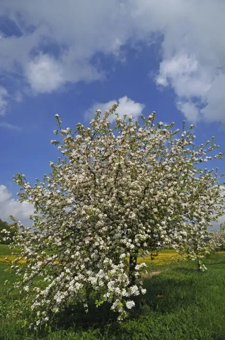 Framed Print : Blossoming Apple Tree -Malus domesticus- on a meadow, Pettensiedel, Igensdorf, Upper Franconia, Bavaria, Germany Framed Print : Blossoming Apple Tree -Malus domesticus- on a meadow, Pettensiedel, Igensdorf, Upper Franconia, Bavaria, Germany