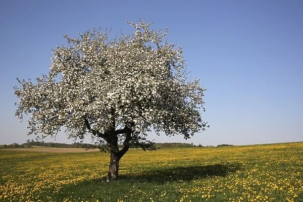 Blossoming apple tree, meadow, Upper Swabia, Baden-Wuerttemberg, Germany, Europe