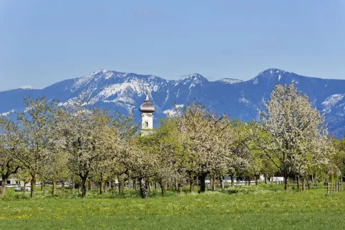Framed Print : Blossoming apple trees, Church of St. Lawrence, Wiechs, Bad Feilnbach, Hochries mountain at the back, Upper Bavaria, Bavaria, Germany Framed Print : Blossoming apple trees, Church of St. Lawrence, Wiechs, Bad Feilnbach, Hochries mountain at the back, Upper Bavaria, Bavaria, Germany