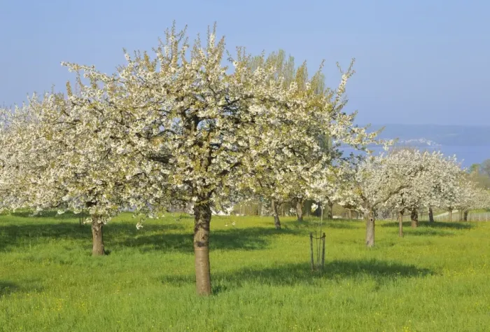Framed Print : Blossoming apple trees on Lake Constance, Baden-Wuerttemberg, Germany, Europe Framed Print : Blossoming apple trees on Lake Constance, Baden-Wuerttemberg, Germany, Europe