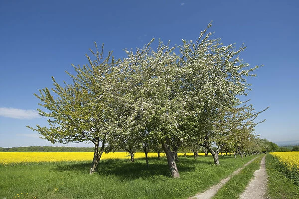 Blossoming Apple Trees -Malus domestica-, Thuringia, Germany
