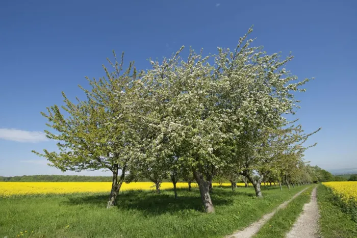 Framed Print : Blossoming Apple Trees -Malus domestica-, Thuringia, Germany Framed Print : Blossoming Apple Trees -Malus domestica-, Thuringia, Germany