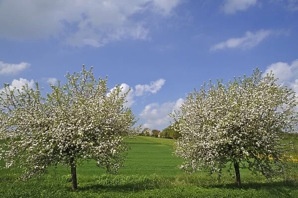 Two blossoming Apple Trees -Malus domesticus- on a meadow, Pettensiedel, Igensdorf, Upper Franconia, Bavaria, Germany