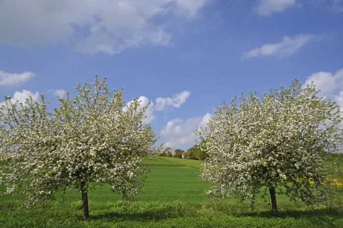 Framed Print : Two blossoming Apple Trees -Malus domesticus- on a meadow, Pettensiedel, Igensdorf, Upper Franconia, Bavaria, Germany Framed Print : Two blossoming Apple Trees -Malus domesticus- on a meadow, Pettensiedel, Igensdorf, Upper Franconia, Bavaria, Germany