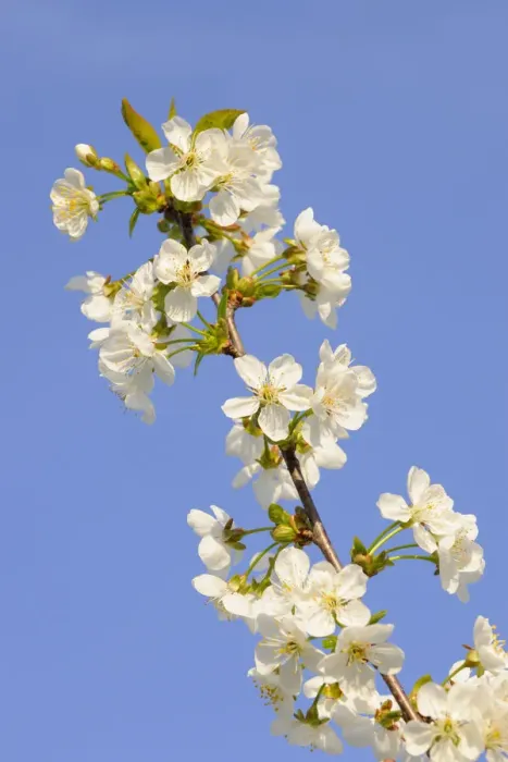 Framed Print : Blossoming cherry tree, detail view of branch Framed Print : Blossoming cherry tree, detail view of branch