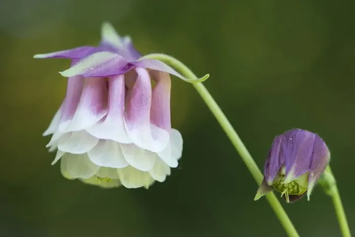 Framed Print : blossoming, columbine, delicate, exterior views, extreme close up, macro, niedersachsen