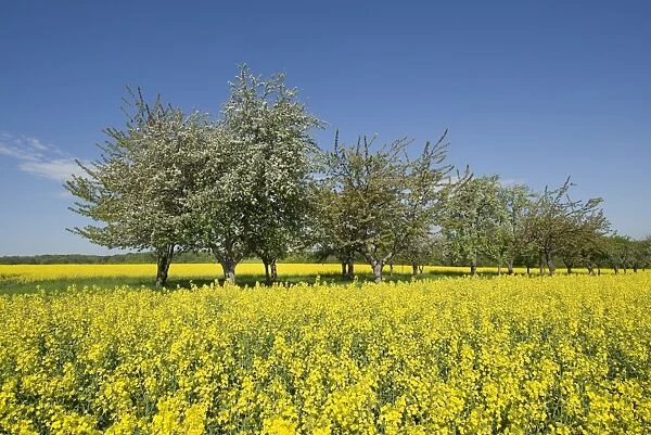 Blossoming fruit trees at a rapeseed field -Brassica napus- in flower, Thuringia, Germany