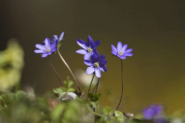 Blossoming Hepatica, Liverwort -Hepatica nobilis-, Germany, Europe