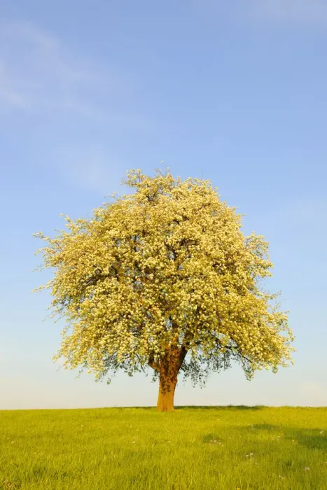 Framed Print : Blossoming pear tree