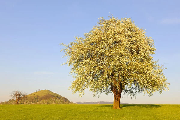 Blossoming pear tree near Kirchheim unter Teck and Limburg, Baden-Wuerttemberg, Germany, Europe