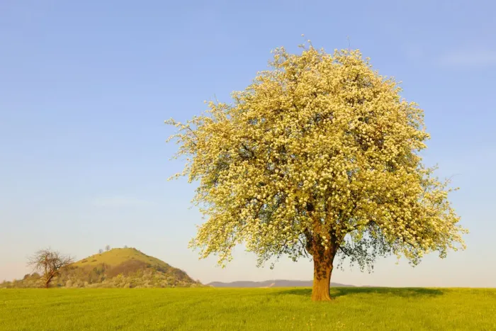 Framed Print : Blossoming pear tree near Kirchheim unter Teck and Limburg, Baden-Wuerttemberg, Germany, Europe Framed Print : Blossoming pear tree near Kirchheim unter Teck and Limburg, Baden-Wuerttemberg, Germany, Europe