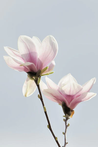 Blossoms of a saucer magnolia -Magnolia x soulangeana-, Amabilis cultivar