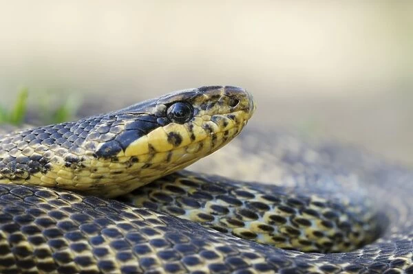 Blotched Snake -Elaphe sauromates-, Pleven region, Bulgaria