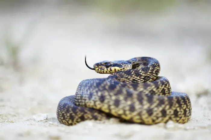 Framed Print : Blotched Snake -Elaphe sauromates-, darting its tongue, Pleven region, Bulgaria Framed Print : Blotched Snake -Elaphe sauromates-, darting its tongue, Pleven region, Bulgaria