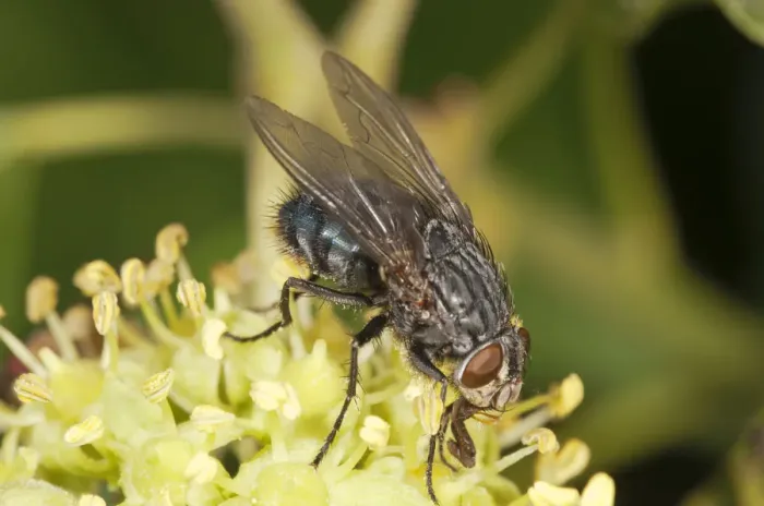 Framed Print : Blowfly -Calliphora sp. -, on an ivy flower, Untergroeningen, Baden-Wuerttemberg, Germany, Europe Framed Print : Blowfly -Calliphora sp. -, on an ivy flower, Untergroeningen, Baden-Wuerttemberg, Germany, Europe