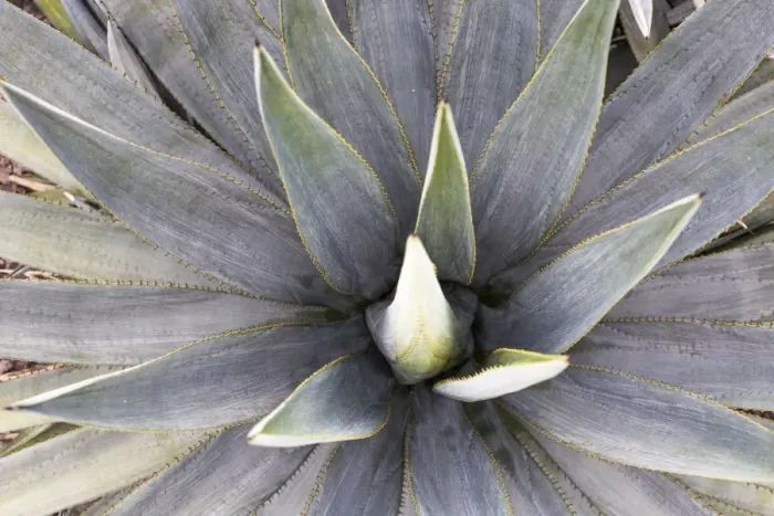 Framed Print : Blue Agave Framed Print : Blue Agave