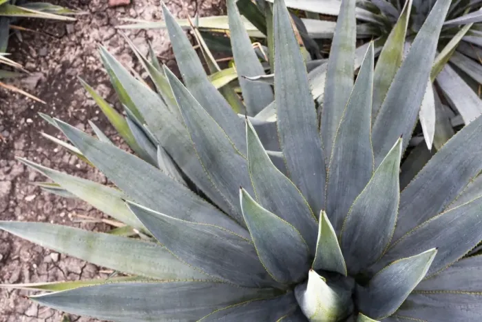 Framed Print : Blue Agave Framed Print : Blue Agave