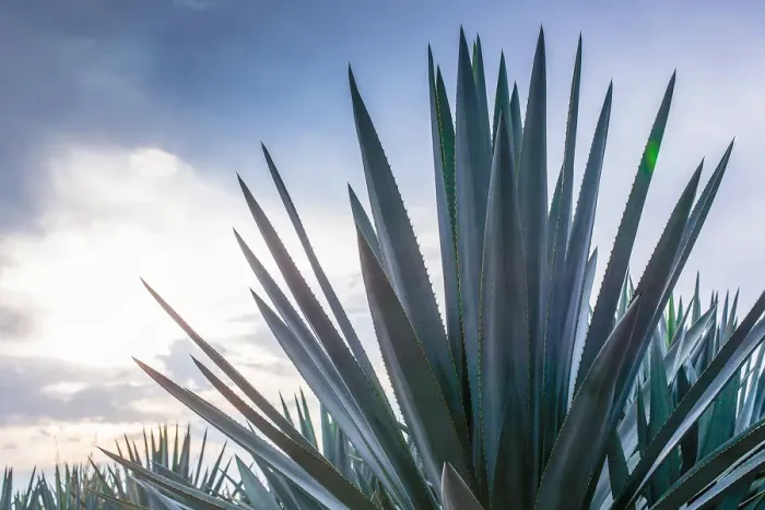 Framed Print : Blue Agave