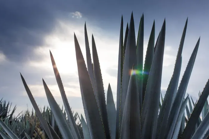 Framed Print : Blue Agave Framed Print : Blue Agave