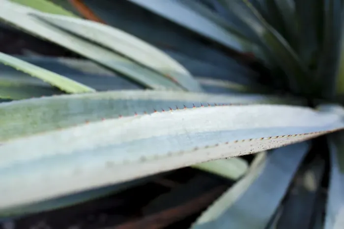Framed Print : Blue Agave Framed Print : Blue Agave