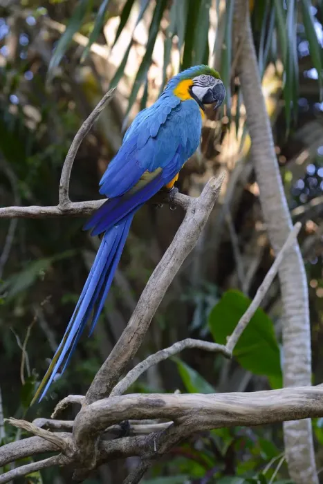 Framed Print : Blue-and-yellow macaw -Ara ararauna-, Bali, Indonesia Framed Print : Blue-and-yellow macaw -Ara ararauna-, Bali, Indonesia