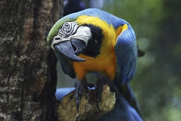 Blue-and-yellow Macaw (Ara ararauna), Foz do Iguazu, Brazil