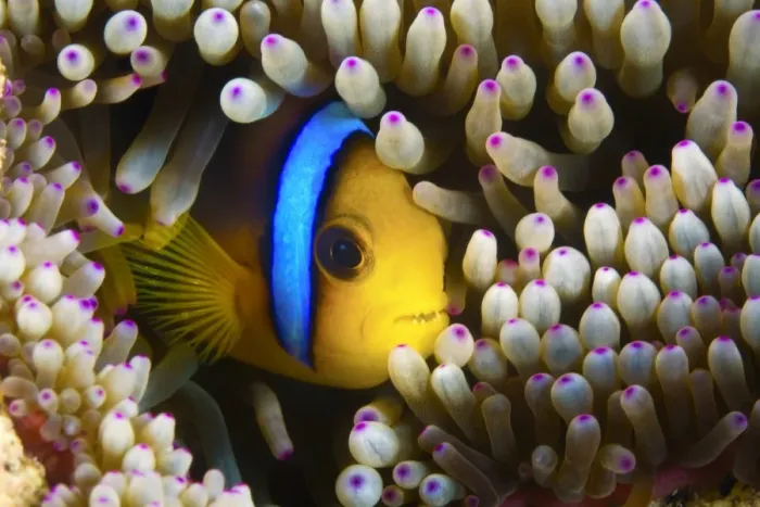 Framed Print : Blue Banded Clown fish hiding in an anemone, Fiji