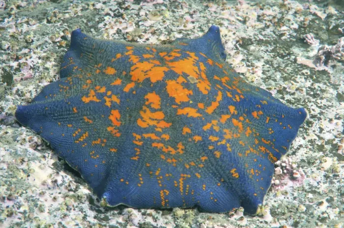 Framed Print : Blue Bat Star -Patiria pectinifera-, genetic mutation, six arms instead of five, Sea of Japan, Primorsky Krai, Russia